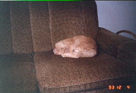 Tuli sleeping on the couch.