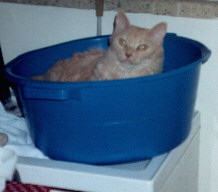 Tuli in a washing tub.